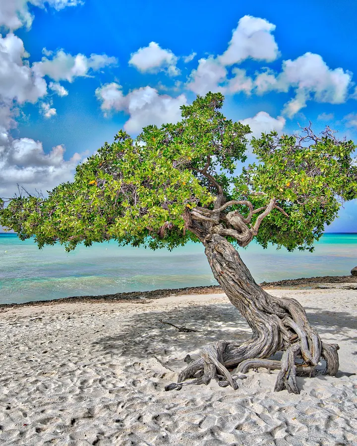Aruba