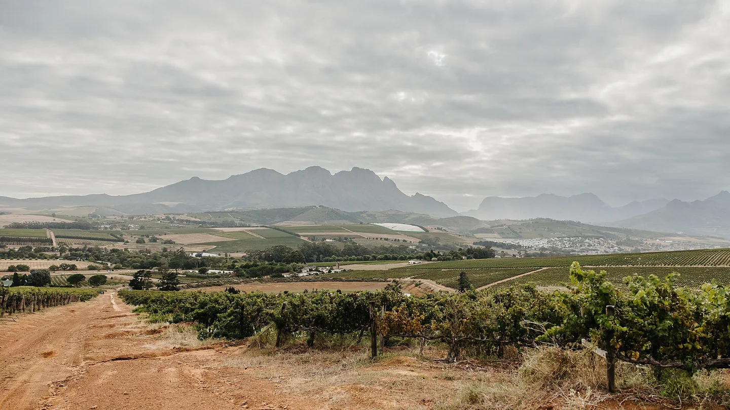 Wijngaarden bij Stellenbosch