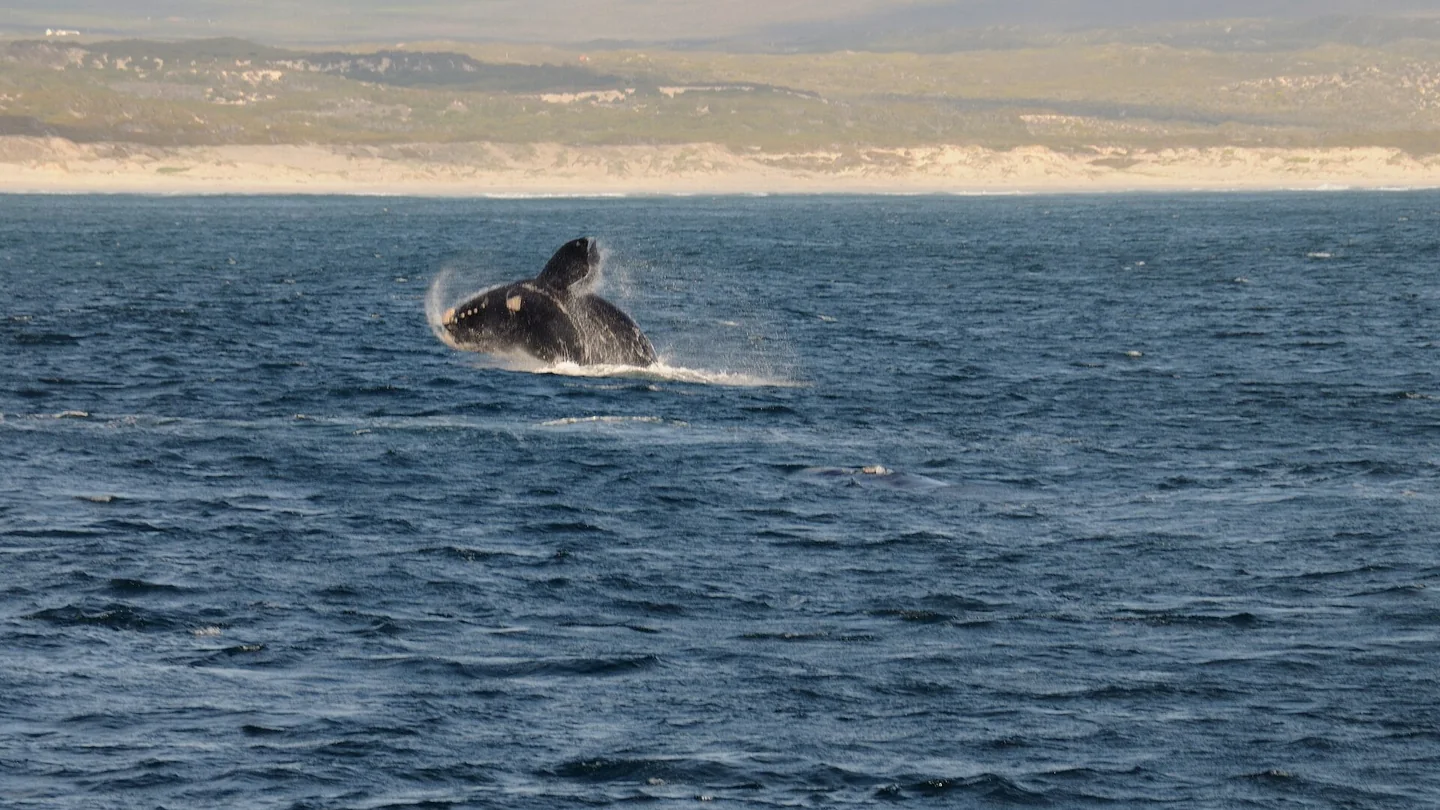 Springende walvis bij Hermanus