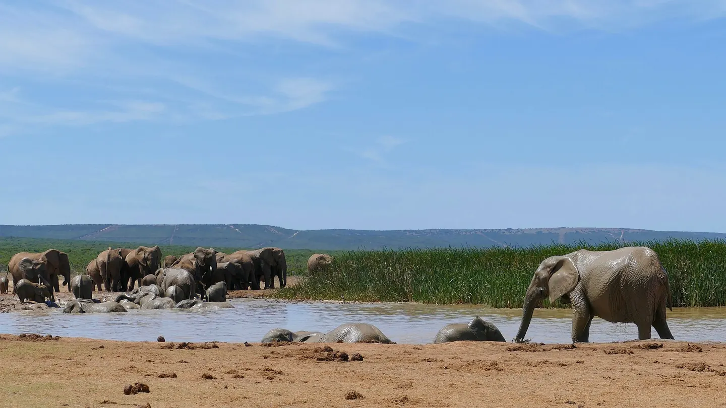 Olifanten bij een drinkplaats in Addo