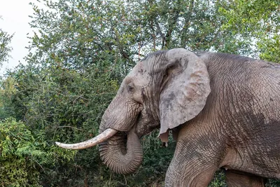 Olifant van dichtbij in een wildreservaat